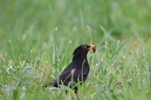 Eurasian Blackbird