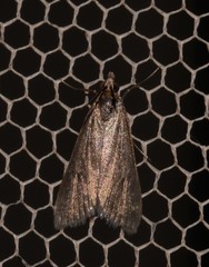 Achyra affinitalis