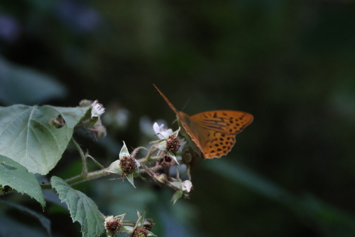 Silver-washed Fritillary