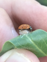 Dinocampus coccinellae paralysis virus