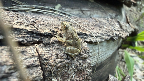 Rice field frog