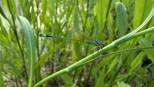 Common Bluetail