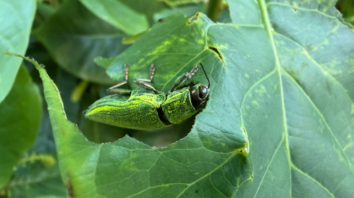 Chrysodema dalmanni