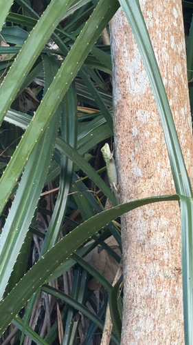 Diploderma polygonatum polygonatum