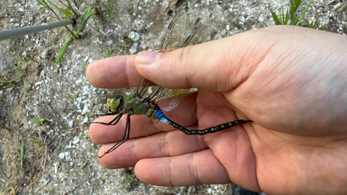 Pale-spotted Emperor