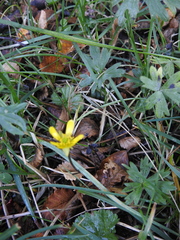 Ranunculus peduncularis