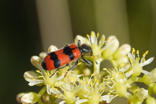 Bee-eating Beetle