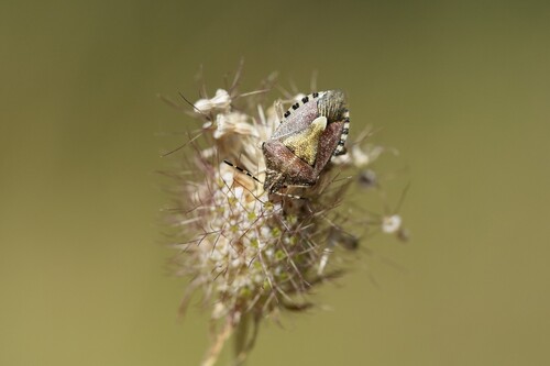 Sloe Bug