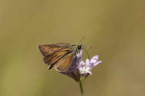 Lulworth Skipper