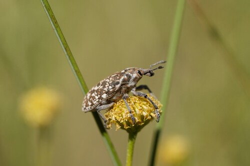 Leucomigus tesselatus