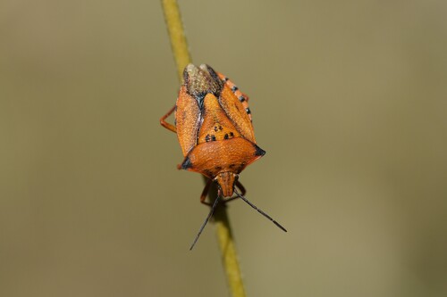 Carpocoris mediterraneus atlanticus