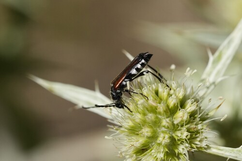 Stenopterus ater