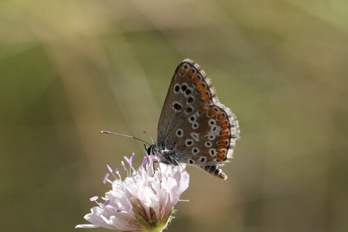 Southern Brown Argus