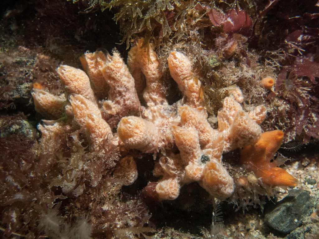 Ulosa digitata