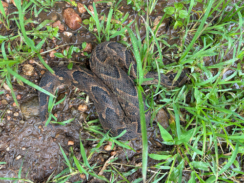 Puff Adder