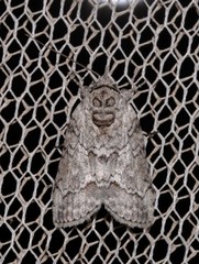 Nycteola polycyma