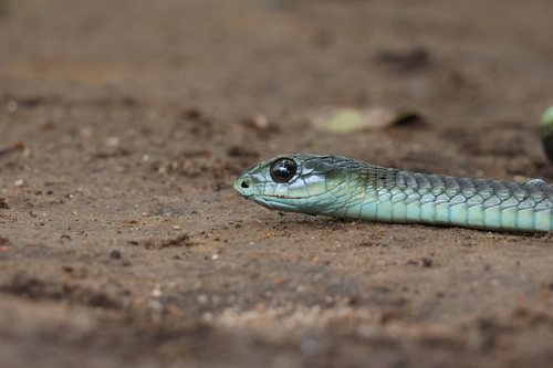 Boomslang