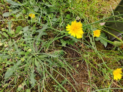 Common Cat's-ear