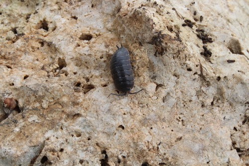Porcellio orarum