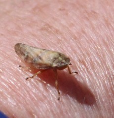 Aphrophora saratogensis