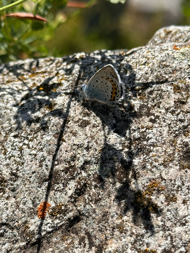 Northern Blue
