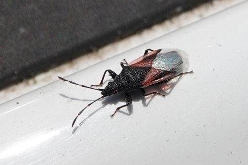 Lime seed bug