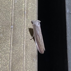 Prionopterina grammatistis