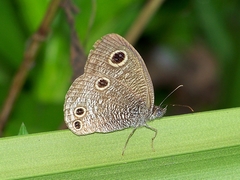 Ypthima multistriata