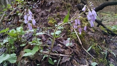 Cardamine douglassii