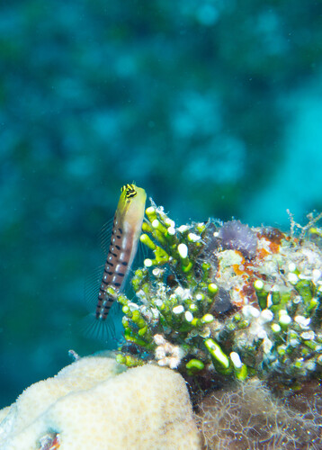 Tiger blenny (Ecsenius tigris) — Blenniidae — 2