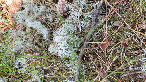 Reindeer Lichen
