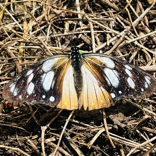 Variable Diadem