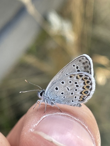 Silver-studded Blue