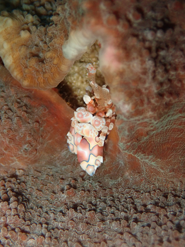 Harlequin Shrimp