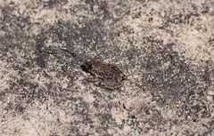 Litoria meiriana
