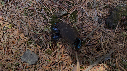 Woodland Dor Beetle