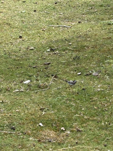 White Wagtail
