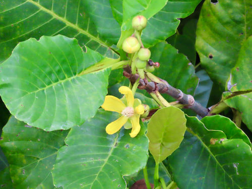 Dillenia suffruticosa, photograph 3