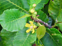 Dillenia suffruticosa, photograph (c) Toby Y, some rights reserved (CC BY)