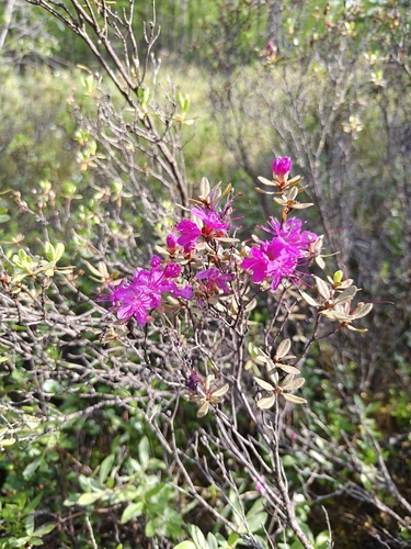 Rhododendron parvifolium