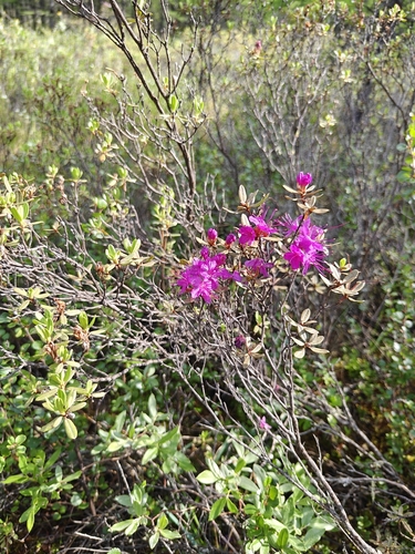 Rhododendron parvifolium, photograph 2