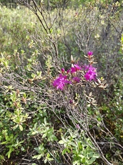 Rhododendron parvifolium, photograph (c) Фёдор, some rights reserved (CC BY)