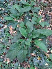 Pentaglottis sempervirens