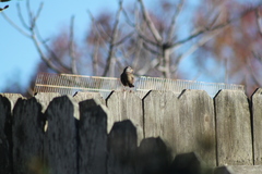 Zonotrichia leucophrys
