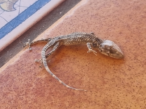 Moorish Gecko