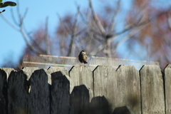 Zonotrichia leucophrys