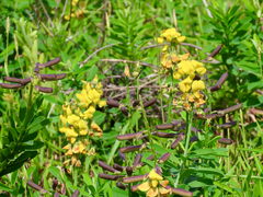 Crotalaria retusa, photograph (c) Toby Y, some rights reserved (CC BY)