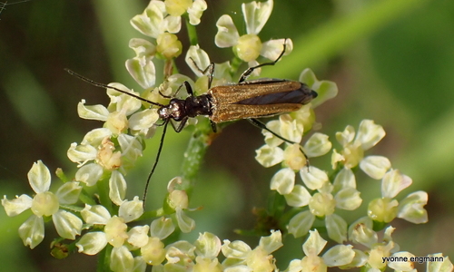 Oedemera femorata