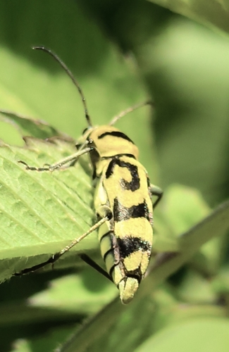 Grape Wood Borer