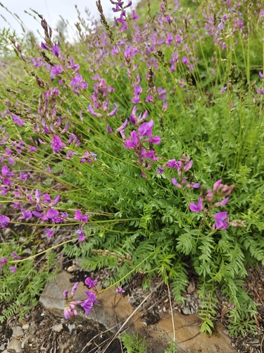 Oxytropis coerulea, photograph 5